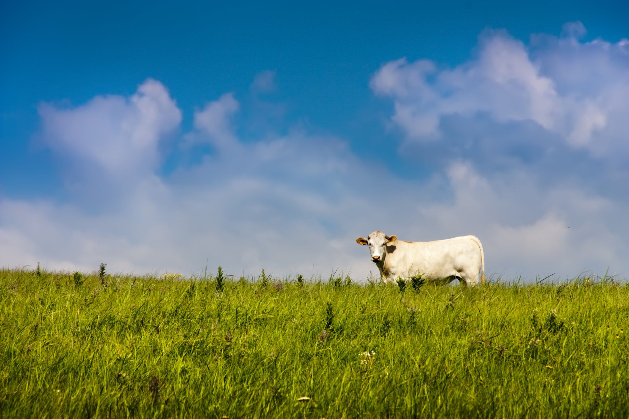 Beef Liver Capsule Benefits