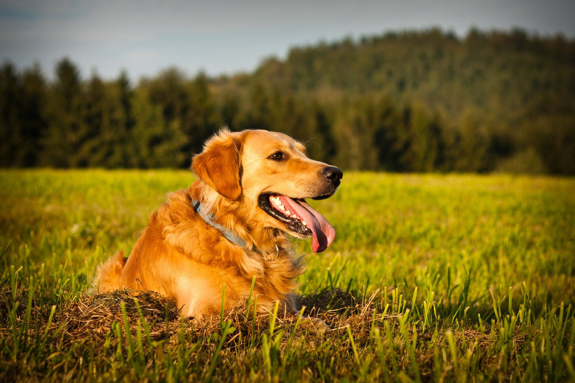 Collagen for Dogs: Taking Care of Your Pets