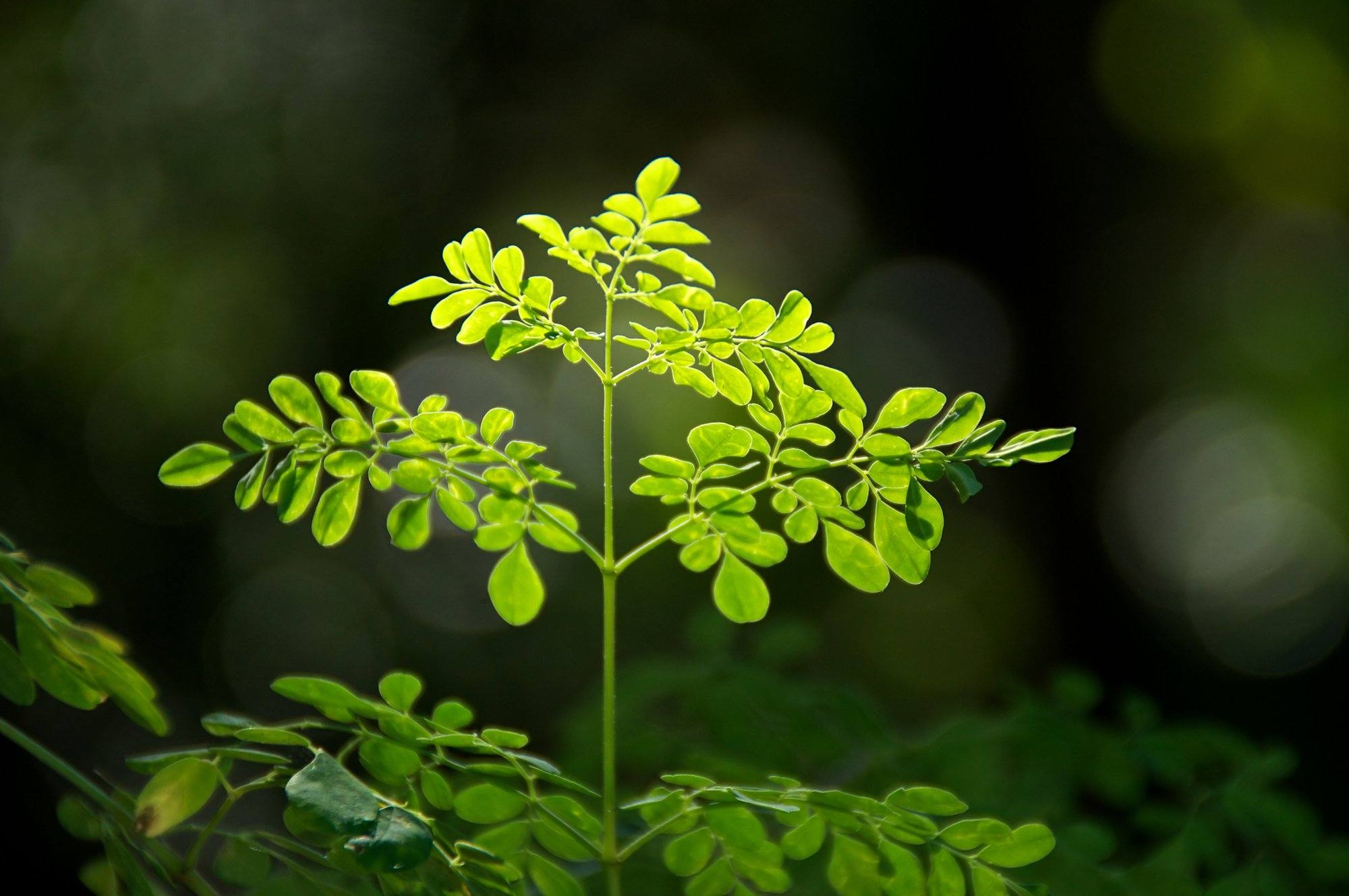 Moringa Powder for Weight Loss: Myth or Fact?