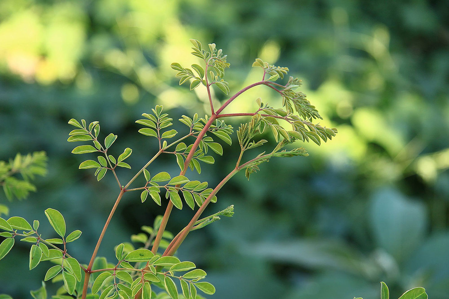 The Potential Side Effects of Taking Moringa