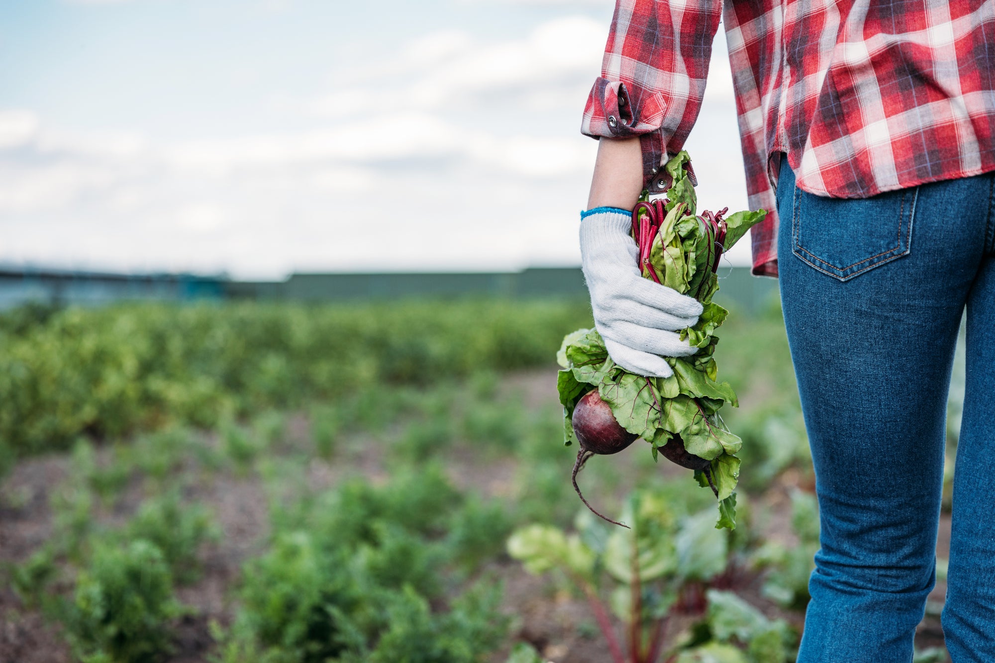 What Are Beets Good For? Almost Everything Under the Sun